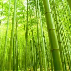 Japan Bamboo forest Wallpapers Magnificent Bamboo forest Japan Puter