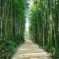 Japan Bamboo forest Wallpapers Elegant Sagano Bamboo forest Japan
