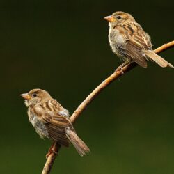 House sparrow