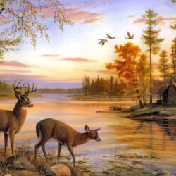 Beautiful Deer Wallpapers Best Of top 22 Most Beatiful Beautiful Deer