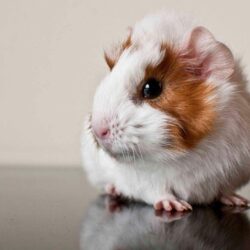 Guinea Pig HD Wallpaper Backgrounds Wallpapers 635×487 Pictures Of