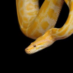 yellow and beige albino snake free image