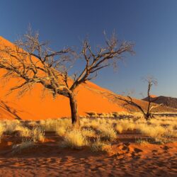 namibia africa namib desert sky dune sand tree bush HD wallpapers