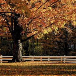 A Guide To The Autumn Palette Of Connecticut’s Trees