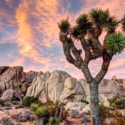 86 Joshua Tree National Park HD Wallpapers