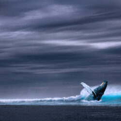 Blue humpback whale on body of water under gray skies HD