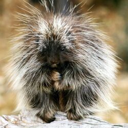 6 Porcupine HD Wallpapers