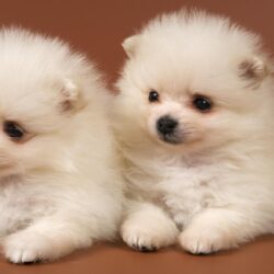 Pomeranian Puppies HD desktop wallpapers : High Definition : Mobile