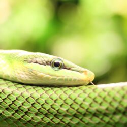 2 Smooth Green Snake Wallpapers