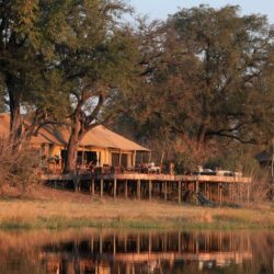 botswana good safari guide