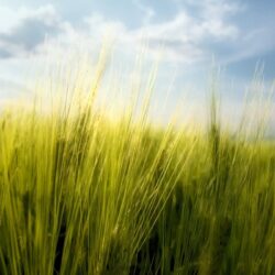 macro, Nature, Spring, Wheat, Bulgaria Wallpapers HD / Desktop and