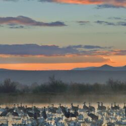 Apache wildlife national cranes new mexico geese wallpapers