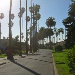 File:Palm Trees in San Jose California