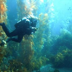Diving Channel Islands National Park
