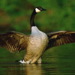 Goose Full HD Wallpapers and Backgrounds