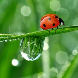 Cute Ladybug and Water Drops Wallpapers Full HD High Resolution