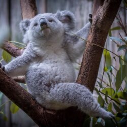 62+ Baby Koala Wallpapers