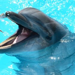 dolphinarium, dolphins, fish, fish in water, mammals, marine