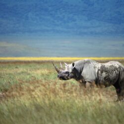 Rhino Wallpapers, Pictures, Image