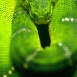 Green Anaconda iPhone 6 Wallpapers, iPhone 6 Backgrounds And Themes