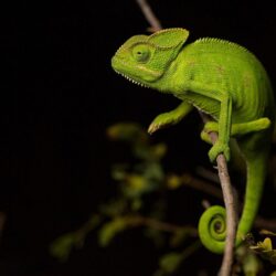 Wallpapers Chameleon Green Branches Animals