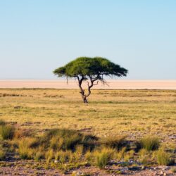 nature, Namibia, Trees, Landscape, Savannah, National park, Africa