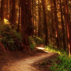 Redwood Trees Wallpapers