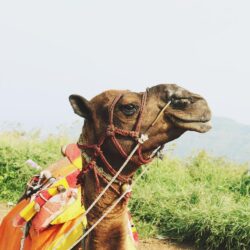 100+ Camel Pictures [HD]