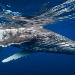 Humpback Whale HD Wallpapers