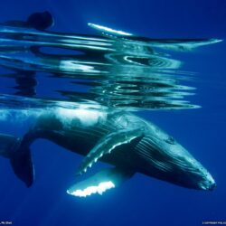 Humpback Whale Song, Hd Wallpapers & backgrounds Download