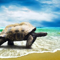 224 Turtle HD Wallpapers