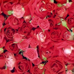 Beautiful Roses Wallpapers ~ HD