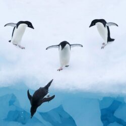 Penguin Wallpapers