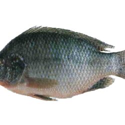 Tilapia Fish: Characteristics, types, breeding and more