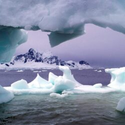Displaying animals of antartica Pictures on Animal Picture Society