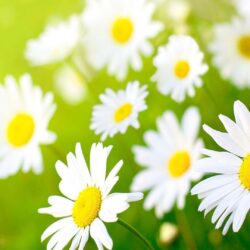 White Daisy Wallpapers
