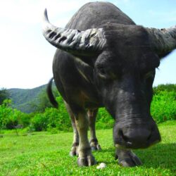 Free Water Buffalo Wallpapers download