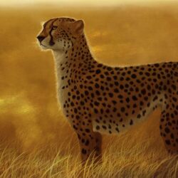 2 Cheetah Wallpapers
