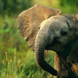 Animals For > Colorful Elephant Wallpapers