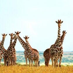 FunMozar – Giraffe Wallpapers