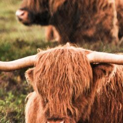 Animal/Highland Cattle
