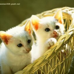 Cute Kittens Wallpapers 24380 HD Wallpapers