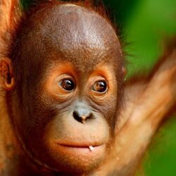 66+ Baby Orangutan Wallpapers