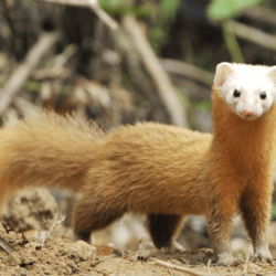 Weasel Animal Facts & HD Image Wallpapers Download