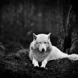White Wolf in the Wild desktop PC and Mac wallpapers