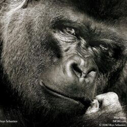 Silverback Gorilla Wallpapers Pictures on Animal Picture Society