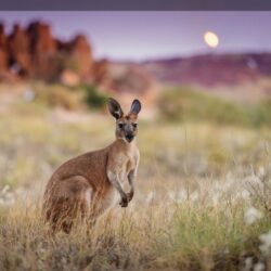 Kangaroo Wallpapers HD for Android