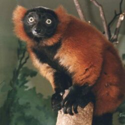 Wallpapers Tagged With Lemurs: Primates Lemurs Red Black Animals