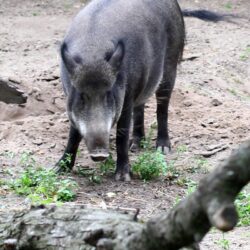 2019 year of the pig peccary winter № 46045