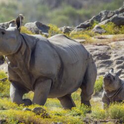 102 Rhino HD Wallpapers